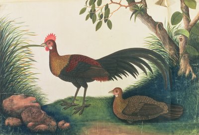 Geflügel, aus Zeichnungen von Vögeln aus Malakka, ca. 1805-18 von Chinese School